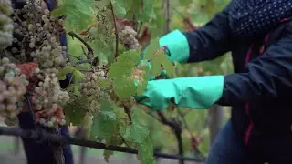 Nachhaltige Weinlese