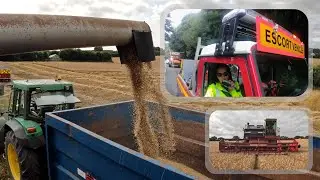 Harvest 2024! Join us combining... let's get that grain! MF 850, 860, 865