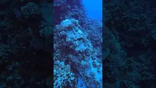 Scuba Diving on Easter Island
