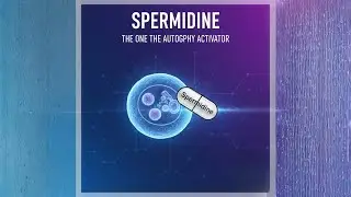 Spermidine: Activating Autophagy for Longevity