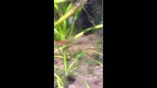 Enneacampus ansorgii - freshwater pipefish - feeding