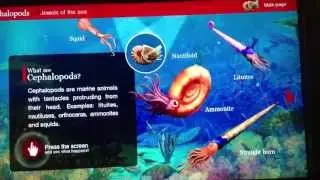 Living Submarine Creatures - Cephalopods
