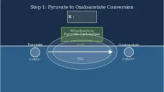 Gluconeogenesis &ndash; Definition, Steps, Reactions, Substrates, Importance