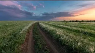 Вспоминая лето, коп в донской степи 