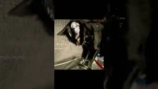 Video is original content. I do not own the rights to the sound!