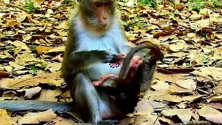 Drop tear seeing Anna try hurt her baby Ariana no mercy / Pity baby Ariana was born with wrong mom