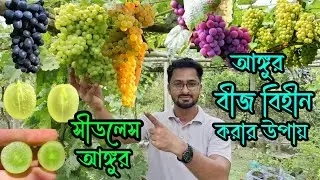 আঙ্গুর বীজ বিহীন করার নিয়ম । যেভাবে আঙ্গুরকে বীজ  সীডলেস করা যায় । How to make seedless grapes? GA3