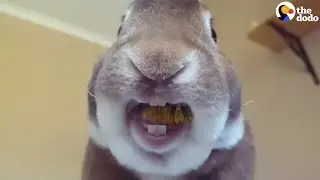 Reuben Eats A Dandelion