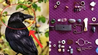 Wild Crow Brought Gifts For Little Girl! What Happened Next Will Shock You! #animalstories