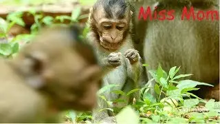 MG! How Fun Baby Monkey Lizza? Little Baby Monkey Lizza Scream Loudly Without Scared anyone in troop