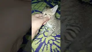 chota baccha 🥰🐱#cat #viral #trendingshorts #viralshort #cute#baby #catlover#catvideos