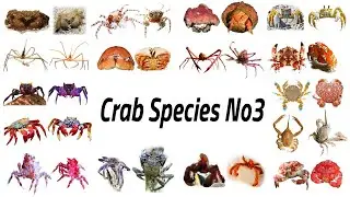 Crustacean Species / Fun List of Crab Species Vol.3 / Leo & Lia Story TV
