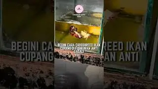 CROSSBREED CUPANG PART 1 #shorts #bettafish #fishkinian #education #ikancupang #youtubeshorts #viral