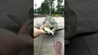 HIUNYA HADI GENDUT HAHA..⁉ #trending #funny #comedy #viral #animals #fyp #fish #shark #shorts