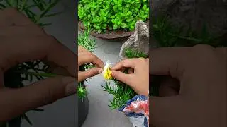 portulaca Cross Pollination step by step with update 💛 🤍...#ytshorts #flowers #balconygarden#plants