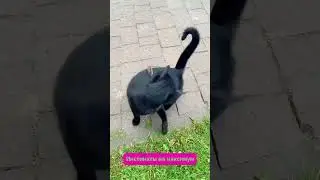 Cats Go Wild With Fish and Mice!
