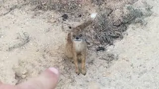Meet The Tsebokolodi Yellow Mongooses - Mongoose Magic Moments - Cynictis penicillata