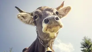 COWS Video from the farm. Mooing cows and their sounds.