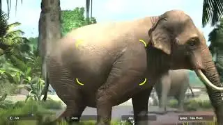 Zoo tycoon 3 Asian elephants