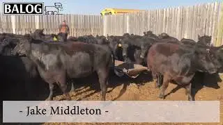 Jake Middleton - Bred Heifers