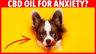 CBD Oil for Dogs - What You NEED to Know