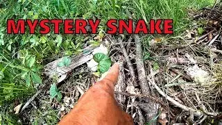 Unusual Snake Sighting and West Pasture Update