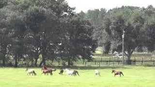 Mares of La Caballeriza Paso Finos