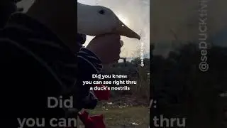 Duck Fact #43