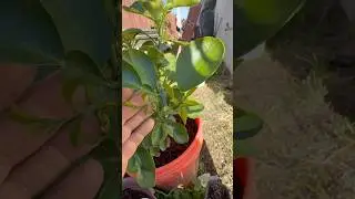 Blood orange tree new growth coming in Let&rsquo;s go and thank you everyone for the support 💙 #organic