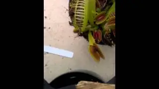 Giant Dionaea muscipula eats cicada (plant porn)
