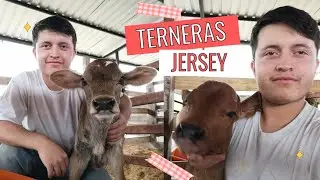 Джерси Телята 🐮В Эквадоре 🇪🇨(Новый документальный фильм) Лалито Ромо