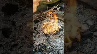 Poplar Seeds Flash Tinder | Ferro Rod Tryout | From Ferro Rod Sparks To Fire | Weekend Stuff #shorts