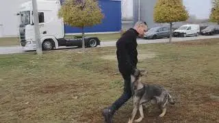 Argo von Werischwar 
