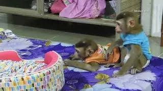 Monkey Baby!! Mori Dodo Action Before Relaxing To Reduce Stress
