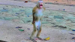 The new abandoned monkey tries to stand up on two legs and looks so cute and interesting.