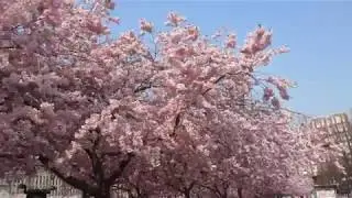 K&ouml;rsb&auml;rstr&auml;den i Kungsan, Stockholm 2019-04-24 - film 2
