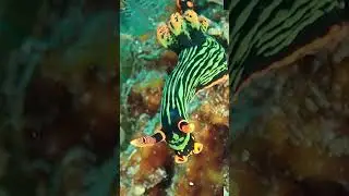 Wild Toxic Neon Nudibranch (Nembrotha kubaryana) | Dauin, Philippines Dive