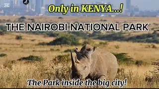 Nairobi National Park: the animal den within the African potential capital city!