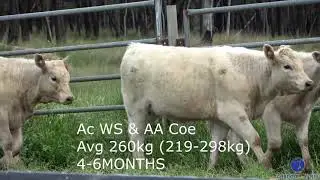 WS & AA Coe Charolais Angus cross Heifers