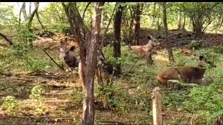Ranthambore animal safari #shorts #ranthamborenationalpark #placestoroaminrajasthan #arun narang