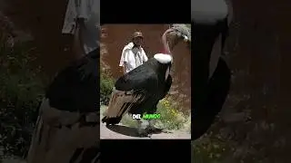 EL MAJESTUOSO C&Oacute;NDOR ANDINO #curiosidades #datoscuriosos #animals #aves #animales #sabiasque #datos