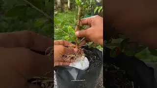 process of planting plants from air layering ✅🌳 #plants #bonsai #planting #garden #bonsaitree