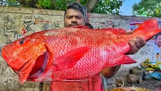 KASIMEDU 🔥 SPEED SELVAM | HUGE RED SNAPPER FISH CUTTING VIDEO | 4K VIDEO | KM FISH CUTTING 