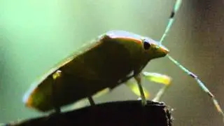 Pentatomidae en &aacute;reas verdes del CBTis165