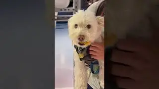 Dog friendly food hall in Toronto!