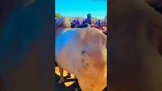 የገና በዓል በጉራጌው ማህበረሰብ በቡታጅራ አርብ ገበያ የሰንጋ ሽያጭ።#habesha #duet #news