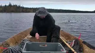 Siika verkoilla.