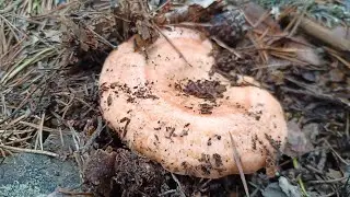 Rebollones y Boletus edulis: La Perfecci&oacute;n Existe.❤️🤞 Octubre 2022.