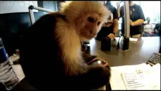 Monkey Riding a Dog in Studio!