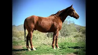 Boone - 13 YO Registered Sorrel Quarter Horse Gelding